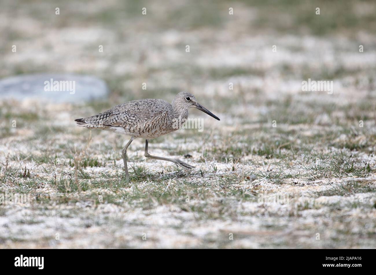 Willet (Catoptrophorus semipalmatus), Frank Lake, Alberta, Kanada Stockfoto