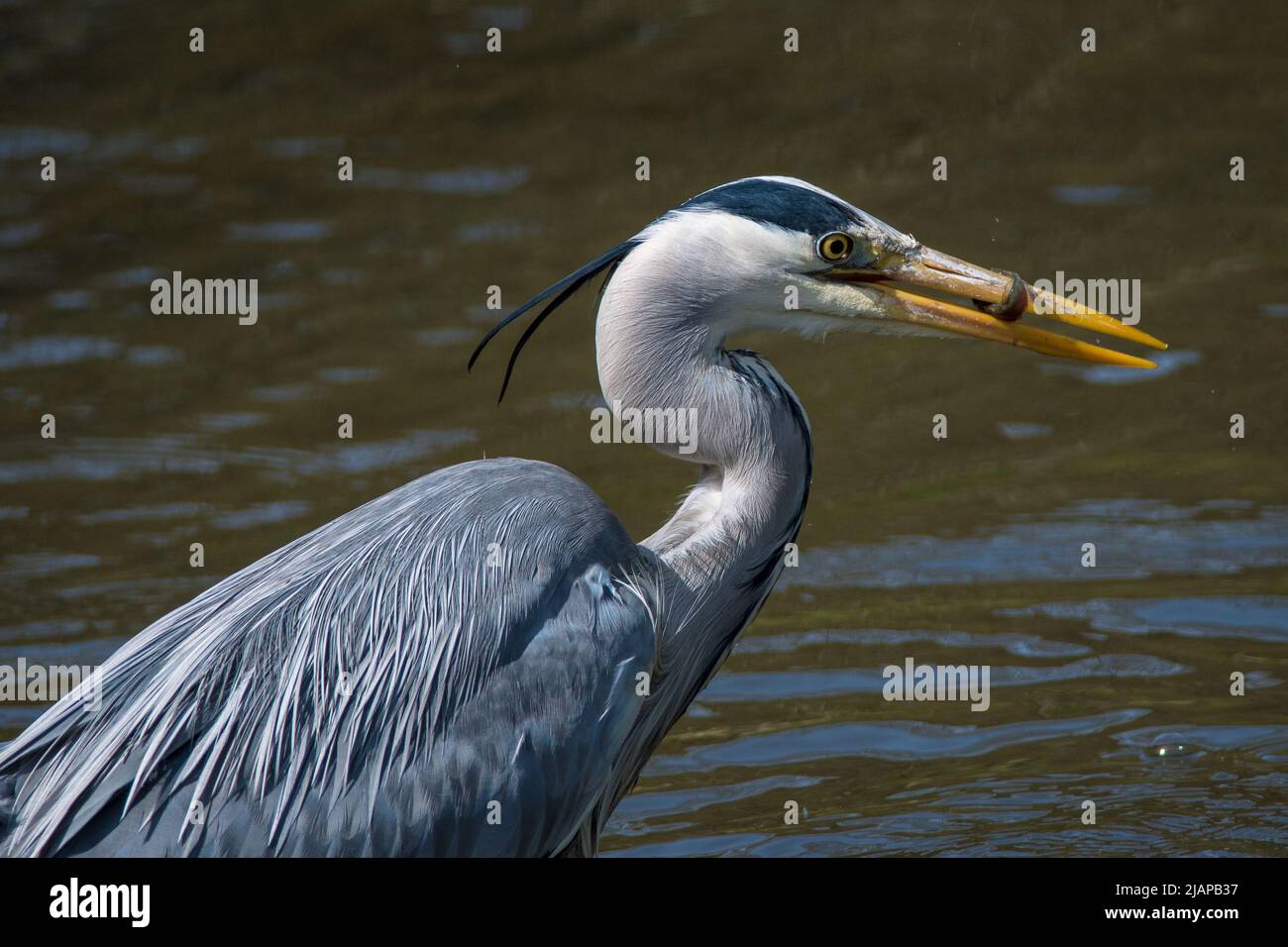 Ein Graureiher (Ardea cinerea) schnappt einen unglücklichen Fisch aus dem Wasser. Aufgenommen in Barnes Park, Sunderland, Großbritannien Stockfoto