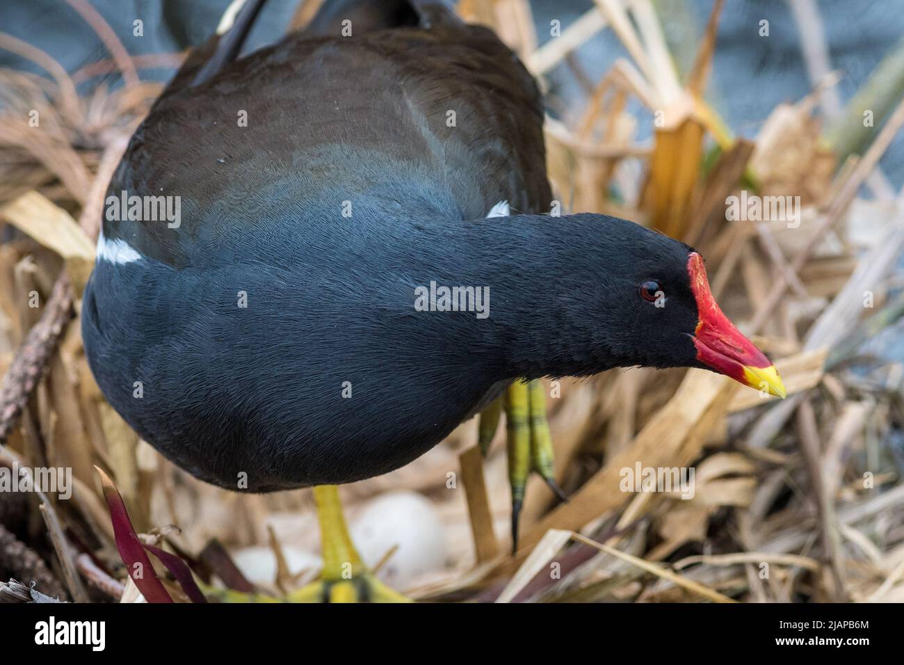 Gemeine Moorenne (Gallinula chloropus), die zu ihrem Nest im Barnes Park, Sunderland, Großbritannien, tendiert. Stockfoto