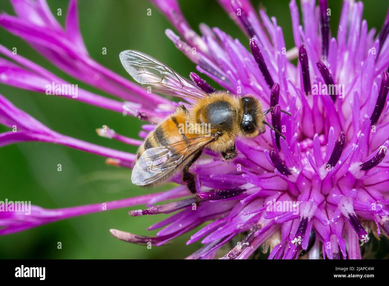 Eine europäische Honigbiene (APIs mellifera) auf einer lila Blume. Aufgenommen in Nose's Point, Seaham, Großbritannien Stockfoto