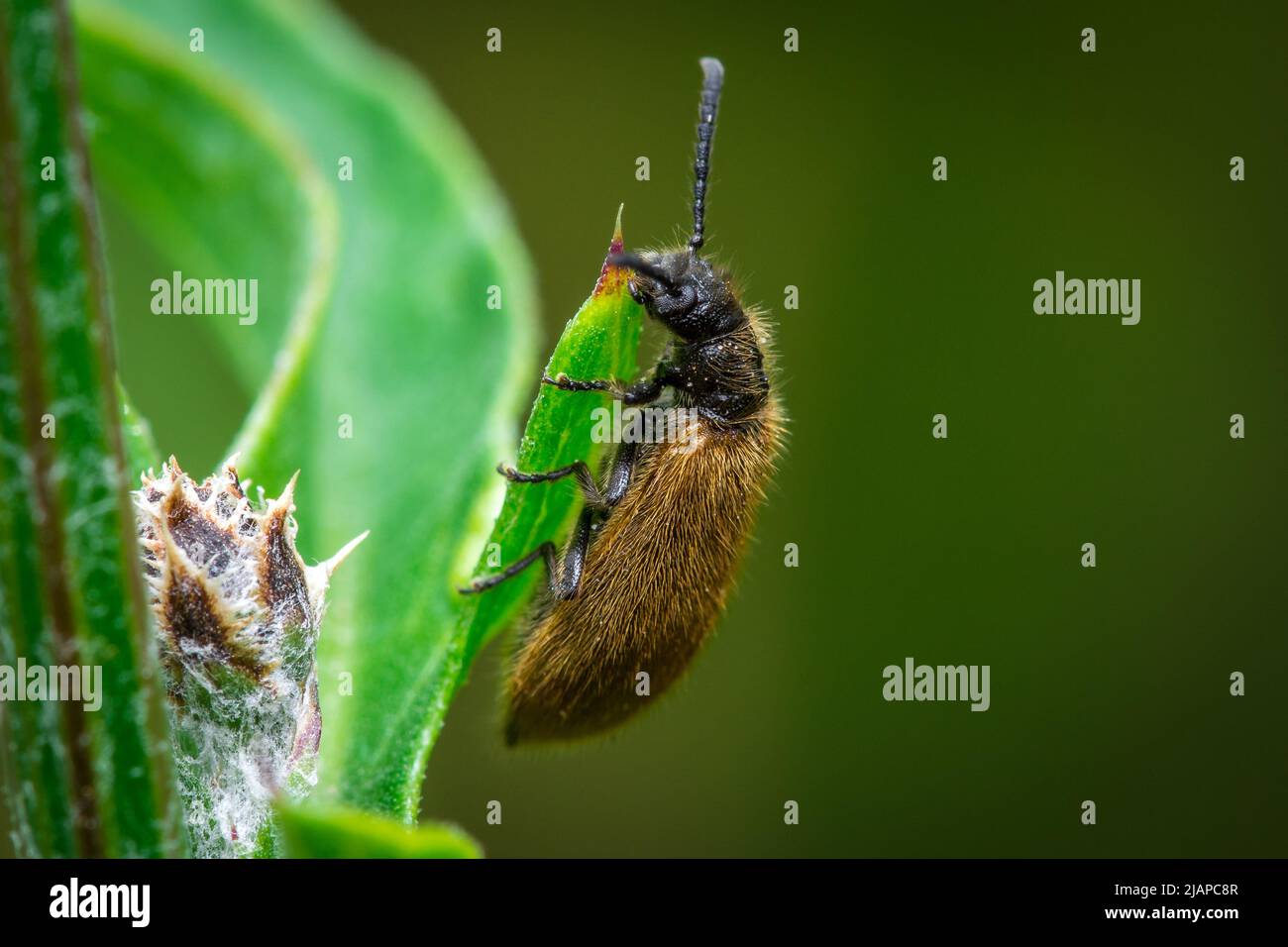 Ein Käfer (möglicherweise Lagria hirta), der sich am Nose's Point, Seaham, Großbritannien, an einem Blatt festhält Stockfoto