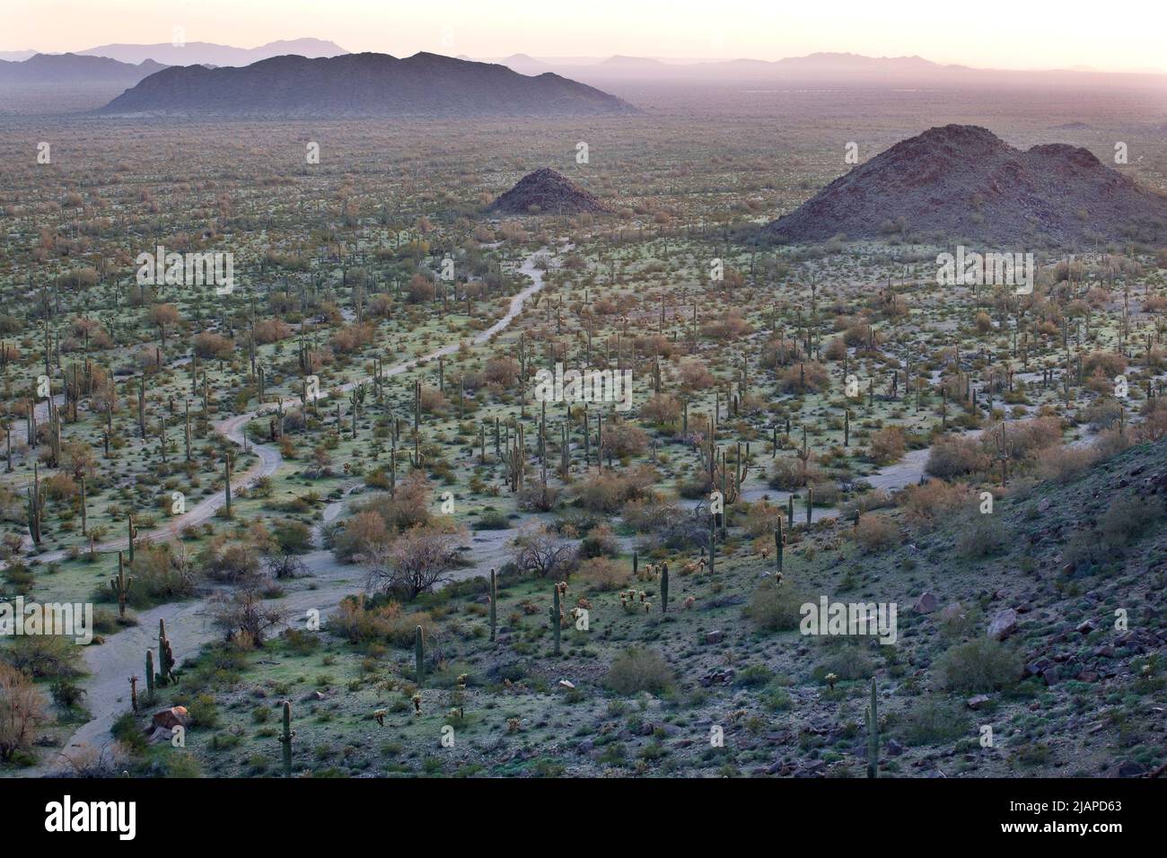 Sonoran Desert National Monument, Arizona. Das im Januar 2001 geschaffene theÊ496,400-Denkmal wird von byÊPresidentialÊproclamationÊin theÊU.S. verwaltet Bureau of LandÊManagementÊasÊpart of theÊNational LandscapeÊConservation System.ÊThe BLMÊalready verwaltet das Land, aber unter Denkmalschutz, die Ebene ofÊprotection verbessert wird. Sonoran Desert NationalÊMonument schützt, aber ein kleiner Teil der theÊSonoran Desert Êwhich beträgt 120,000Êsquare intoÊCaliforniaÊand Meilen (311.000 km2) und erstreckt sich gut über Mexiko. Eine optimierte/verbesserte Version eines Fotos des US Bureau of Land Management. Gutschrift BLM/B.Wick Stockfoto