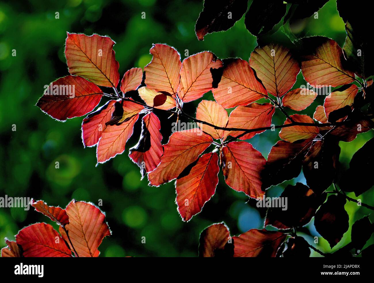 Hinterleuchtete Buchenblätter, Frühling. Fagus sylvatica 'Purpurea' / Kupferbuche oder europäische Buche. Die Blattfarbe eines weit verbreiteten Baumes reicht von rot bis dunkelviolett. Fantastische formelle Hecke mit lebendigen Farben im Frühjahr und Sommer. Sieht gut aus wie eine gefaltete Hecke mit glatter Rinde und fächerförmiger Verzweigung. Laub. Hardy. Stockfoto