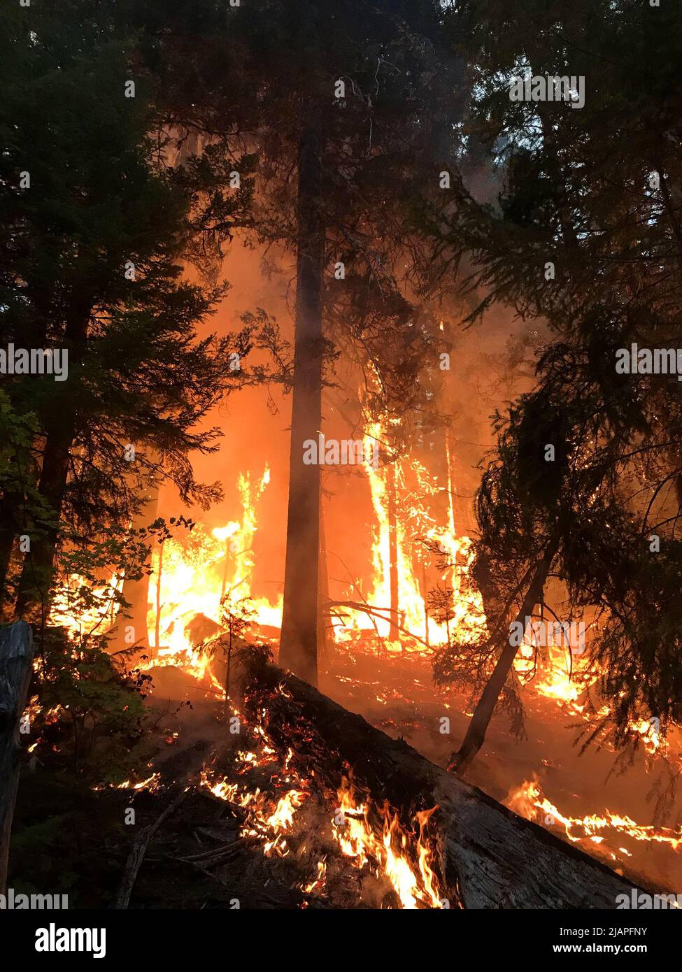 Ein Waldbrand wütet außer Kontrolle. Archie Creek Fire, Oregon, Vereinigte Staaten von Amerika. September 2020 eine optimierte / verbesserte Version eines US Forest Service Bildnachweis: USDA Stockfoto
