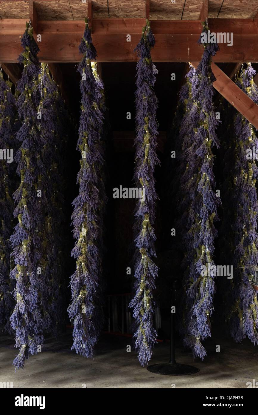 Lange, zum Trocknen hängende Trauben aus purpurem Lavendel Stockfoto