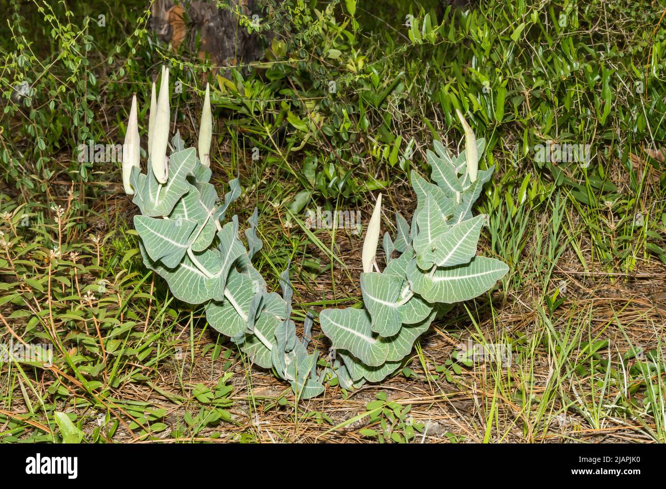 Kiefernwälder Milchkraut - Asclepias humistrata Stockfoto