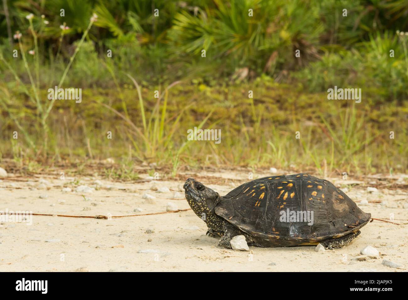 Gulf Coast Box Turtle - Terrapene carolina Major Stockfoto