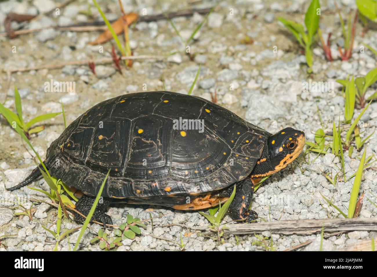 Gepunktete Schildkröte - Clemmys guttata Stockfoto