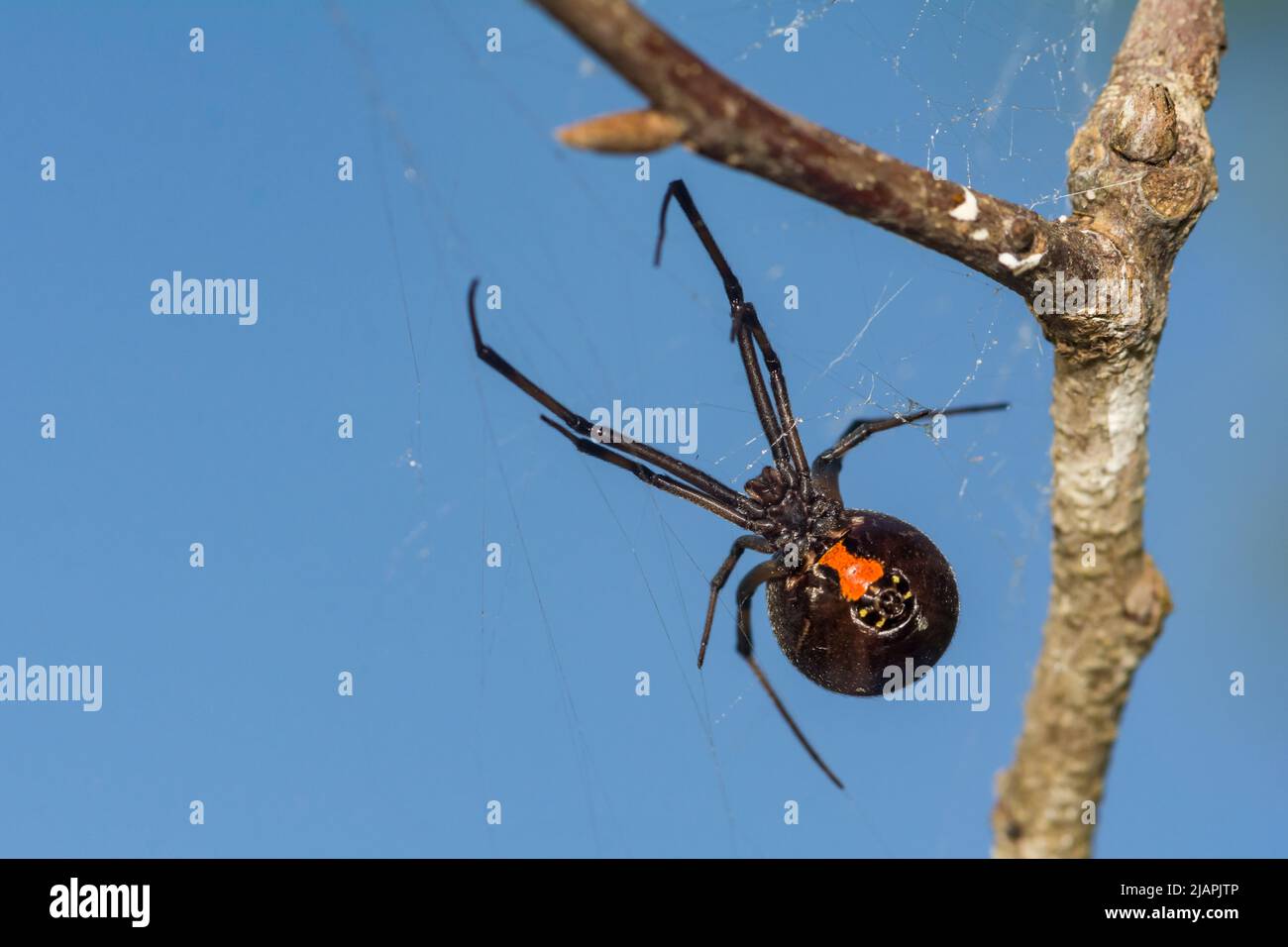 Südliche Schwarze Witwe Spider - Latrodectus mactans Stockfoto