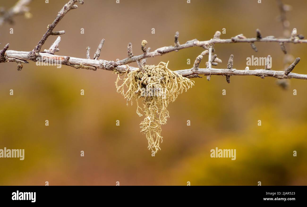 Nahaufnahme einer Bartflechte (Usnea hirta) auf einem Zweig. Foto mit selektivem Fokus. Paul Smith's College VIC (Visitor Interpretive Center), New York, USA. Stockfoto