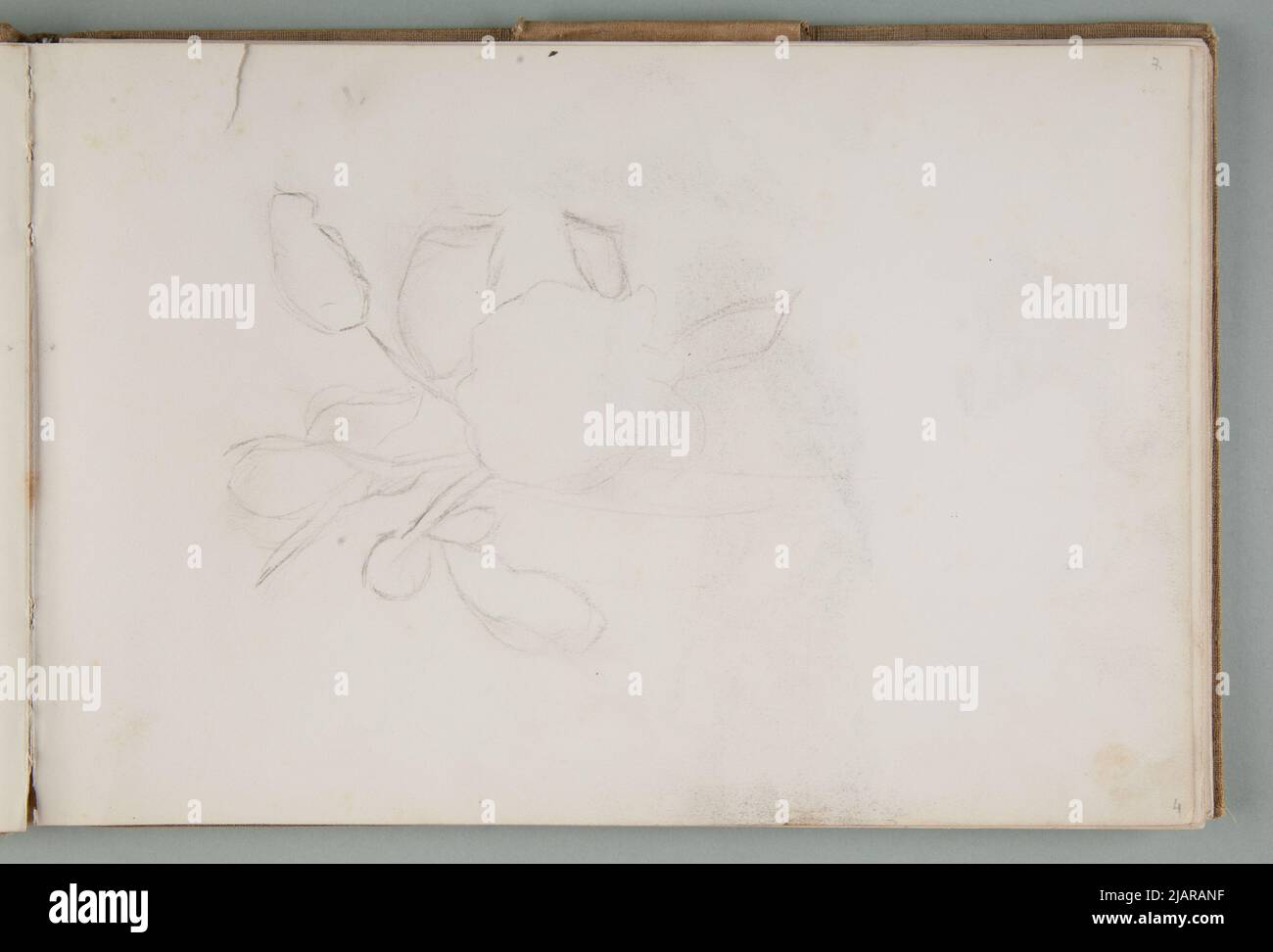 Karte 4 Recto: Blumenzeichnung; Bryll, Ferdynand (1863 1922) Stockfoto