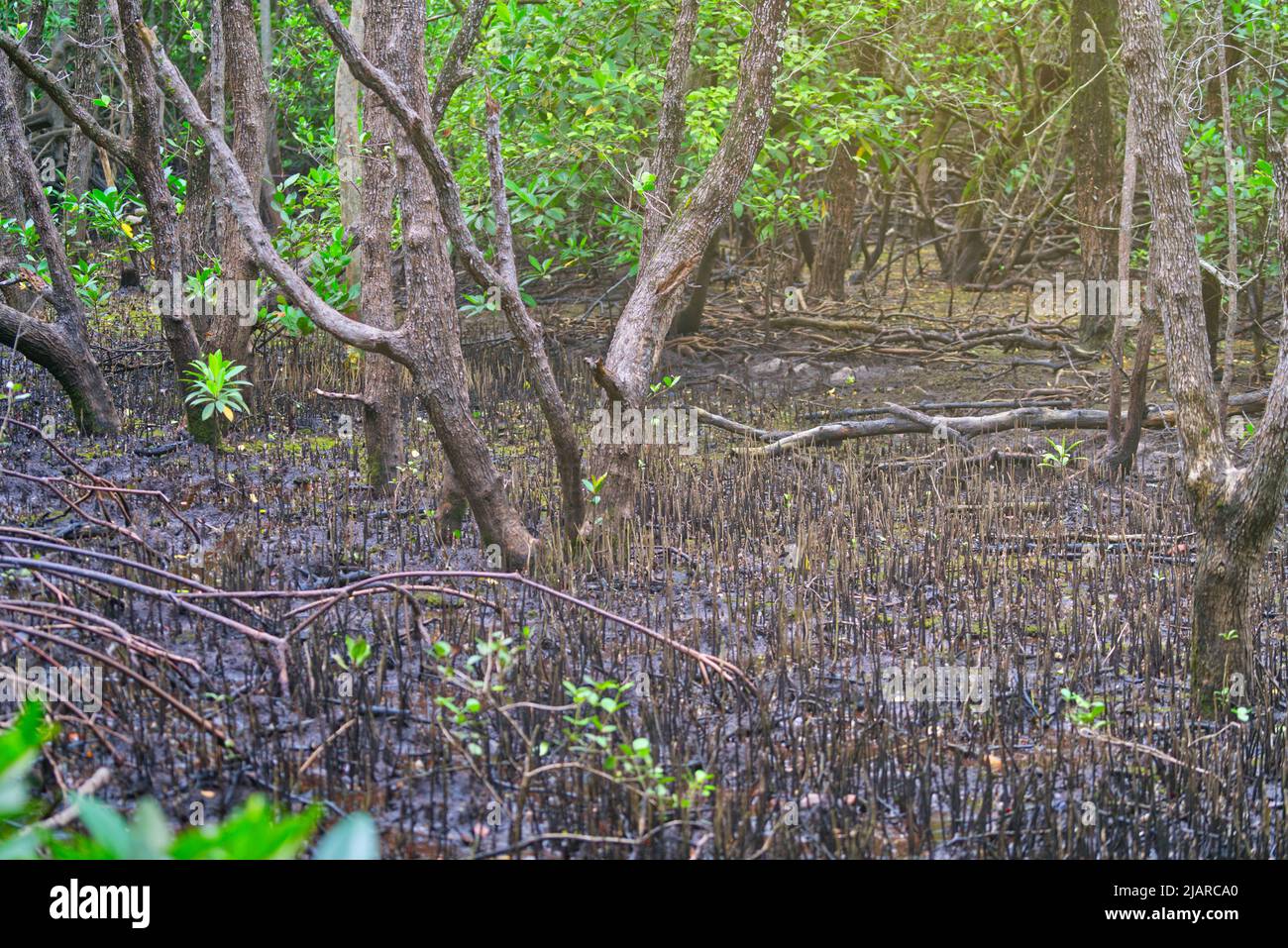 Mangrovenbaumwurzelsystem, das Peg Root im Mangrovenwald der Khung Kraben Bay in Chanthaburi, Thailand, genannt wurde. PEG-Wurzel oder Pneumatophores in Sci Stockfoto