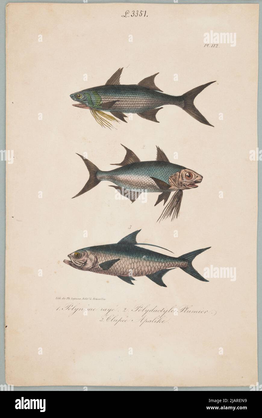 1. WressedPolan 2. Poladaktile Pflaume 3. Apalike Clupe. Trona stammt aus: Werken des Grafen von Lacépède: Bestehend aus der Naturgeschichte der Ovipary-Vierbeiner, Schlangen, Fische und Wale; begleitet von dem Porträt des Autors und etwa 400 Figuren, die für diese Ausgabe von den besten Künstlern ausgeführt wurden. In einer Sammlung von Tafeln aus verschiedenen Alben der Naturgeschichte Lejeune, Th. Stockfoto