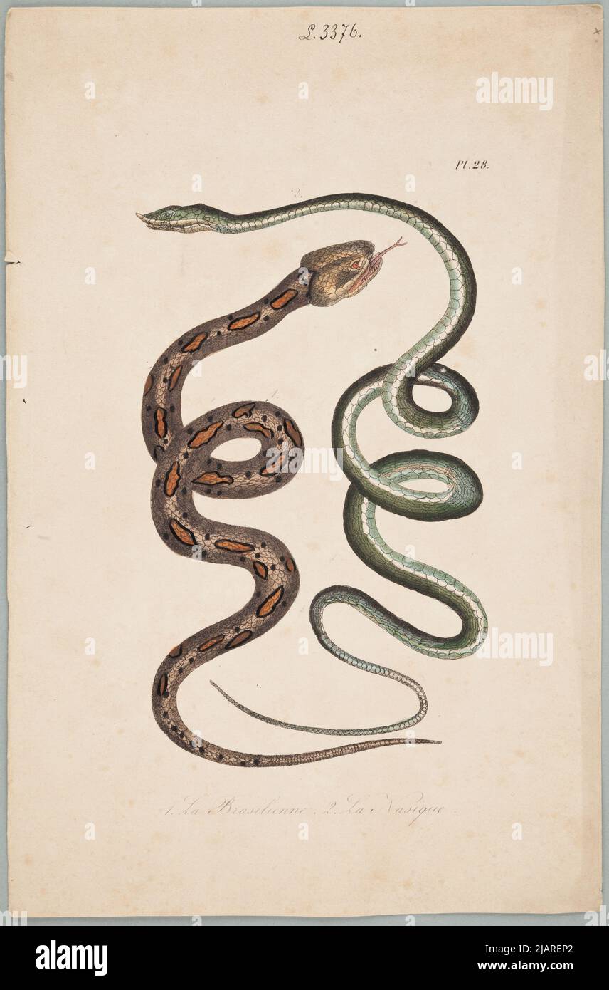 1.die Brasilienne 2. Nasal. Plansza Pochodzi Z: Werke des Grafen von Lacépède: Umfasst die Naturgeschichte der eisklangen Vierfüßler, Schlangen, Fische und Wale; begleitet vom Porträt des Autors und etwa 400 Figuren, die für diese Ausgabe von den besten Künstlern ausgeführt wurden. W Zbiór Plansz z Różnych albumów historii Naturalnej Lejeune, Th. Stockfoto