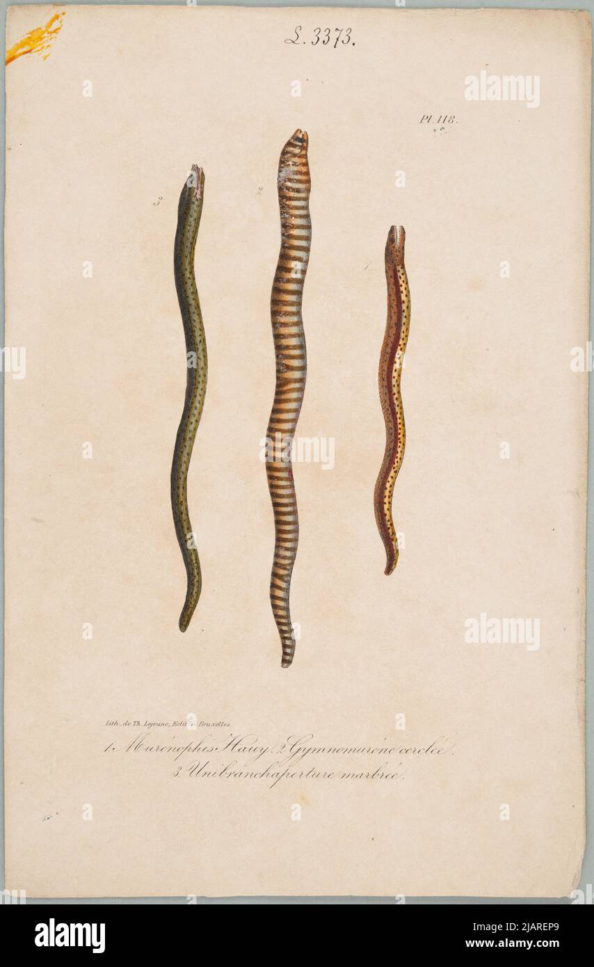 1.murunophis Hauy 2. Gymnomue Clard. 3. UNIBRANCHAPTURE MARMOR. Die Website stammt aus: Werken des Grafen von Lacépède: Die Naturgeschichte der Ovipary-Vierbeiner, Schlangen, Fische und Wale umfasst; Begleitet von dem Porträt des Autors und über 400 Figuren, ausgeführt für diese Ausgabe von den besten Künstlern in Einer Sammlung von Tafeln aus verschiedenen Alben der Naturgeschichte Lejeune, Th. Stockfoto