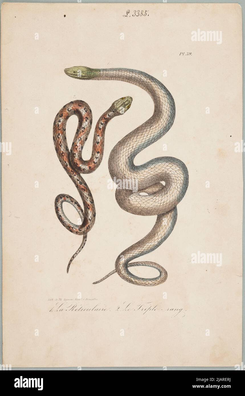 Retikular 2. Dreifach klingelt. Plansza Pochodzi Z: Werke des Grafen von Lacépède: Umfasst die Naturgeschichte der Ovipary-Vierfüßler, Schlangen, Fische und Wale; begleitet von dem Porträt des Autors und etwa 400 Figuren, die für diese Ausgabe von den besten Künstlern ausgeführt wurden. W Zbiór Plansz z Różnych albumów historii Naturalnej Lejeune, Th. Stockfoto