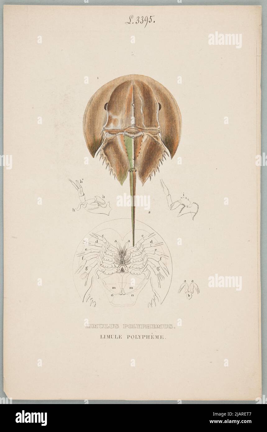 Limulus polyphemus. Limule Polypheme. . Klassisches Wörterbuch der Naturwissenschaften: Darstellung der Definition, Analyse und Geschichte aller Wesen, die die drei Königreiche bilden, ihrer allgemeinen Anwendung auf die Künste, die Landwirtschaft, die Medizin, die Hauswirtschaft usw. / .AUTOR: Pierre Auguste Joseph Drappiez (1778–1856) Desmares, F.J., Meline, Cans et Compagnie. Stockfoto