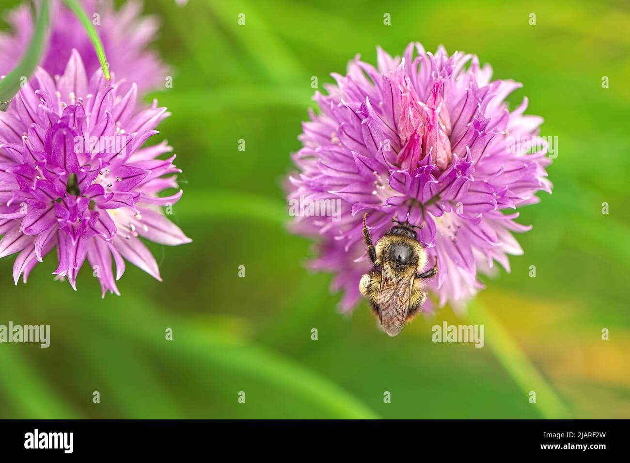 Bumblebee (Bombus) auf einer gemeinen Schnittlauch-Blüte (Allium schoenoprasum). Stockfoto