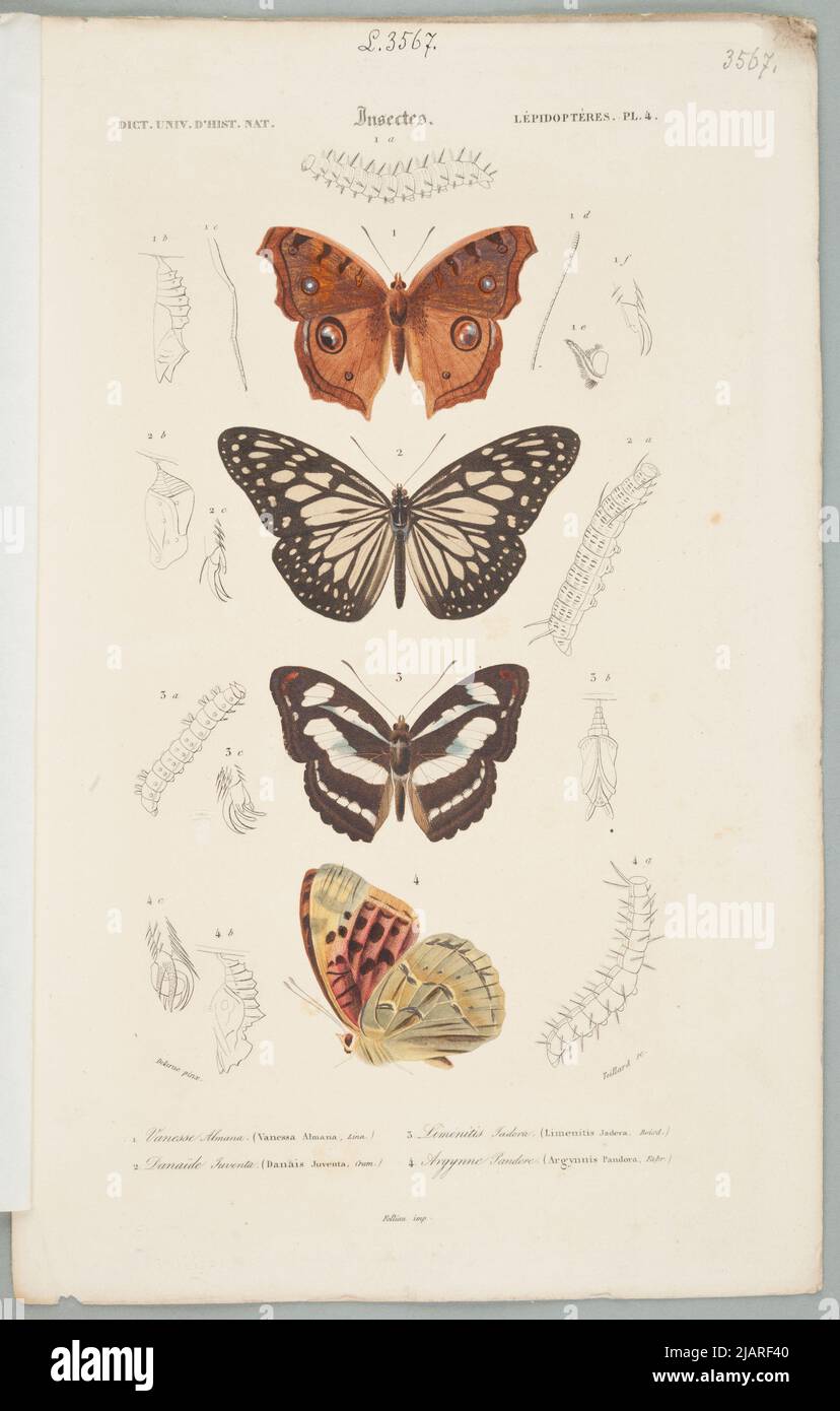 Lépidoptera Plansza stammt aus dem Universellen Wörterbuch der Naturgeschichte, in dem alle Fakten, die von der Enzyklopädie vorgestellt wurden, zusammengefasst und vervollständigt werden, /. In einer Sammlung von Tafeln aus verschiedenen Alben der Naturgeschichte Teillard, Delarue, Folliau imp. Stockfoto