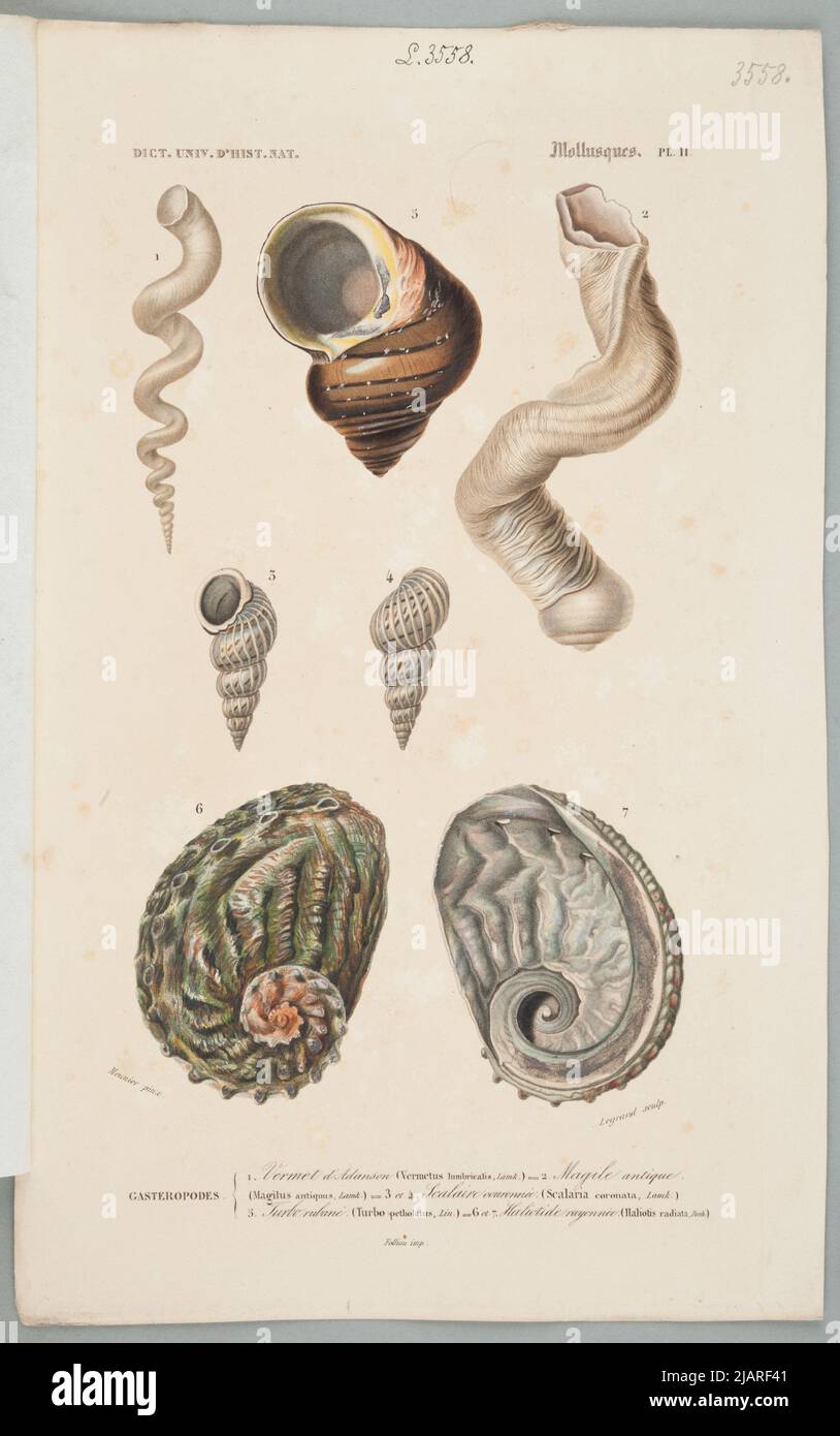 Mollscs pl. II Plansza kommt aus dem Universal Dictionary of Natural History Zusammenfassung und Vervollständigung aller Fakten präsentiert von der Enzyklopädien, /. In einer Sammlung von Tafeln aus verschiedenen Alben der Naturgeschichte Legrand, Meunier, Folliau imp. Stockfoto