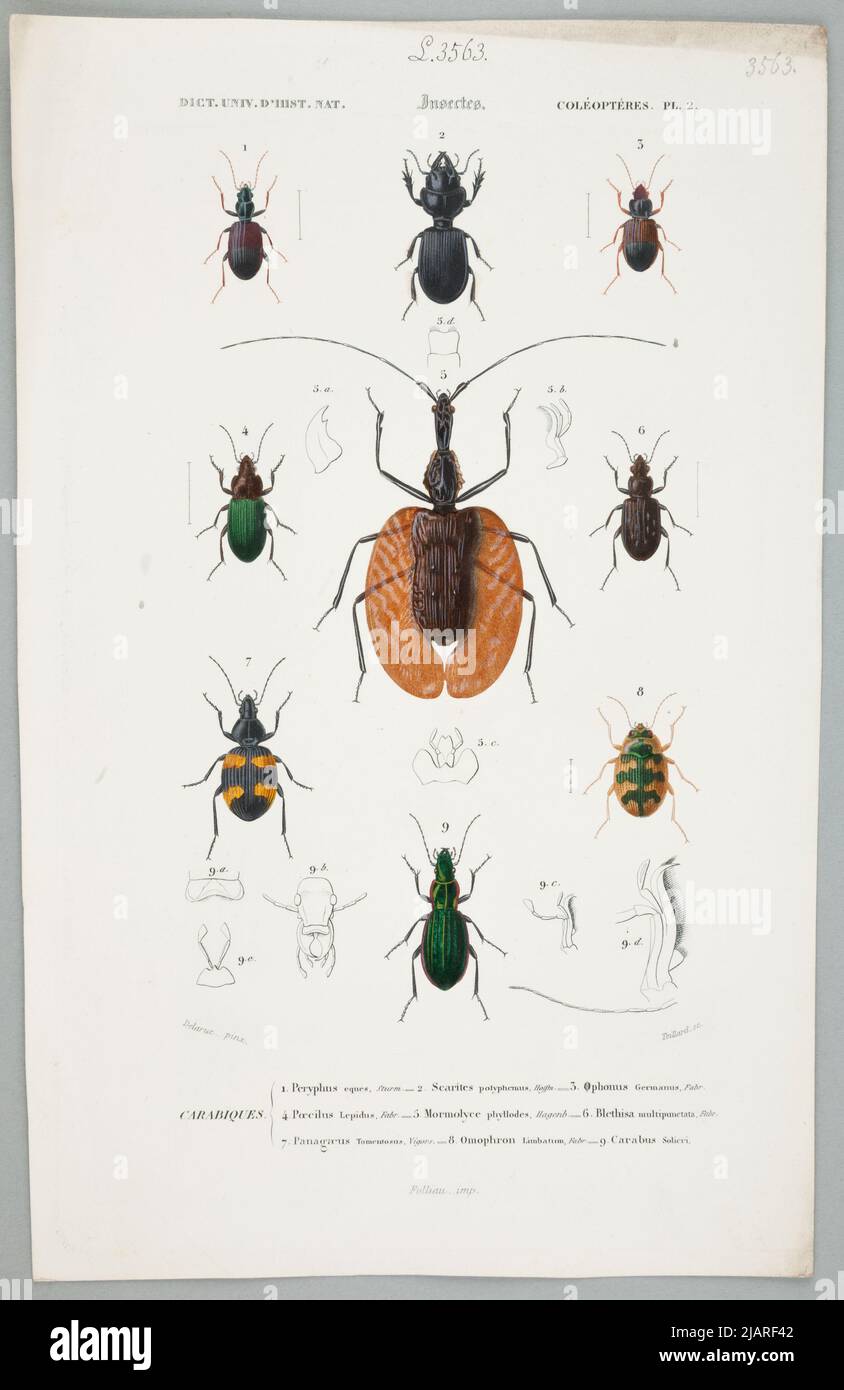 Coléoptères pl.2. Das Board kommt aus dem Universal Dictionary of Natural History Zusammenfassung und Vervollständigung aller Fakten präsentiert von der Enzyklopädien, /. In einer Sammlung von Tafeln aus verschiedenen Alben der Naturgeschichte Teillard, Delarue, Folliau imp. Stockfoto