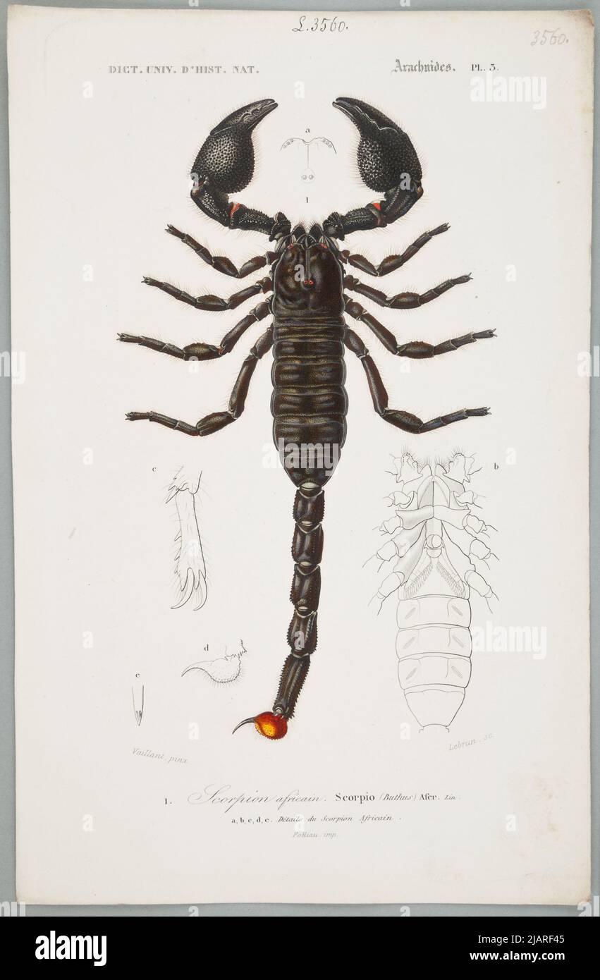 ARACHNIDEN PL. 3 Plansza kommt aus dem Universal Dictionary of Natural History Zusammenfassung und Vervollständigung aller Fakten präsentiert von der Enzyklopädien, /. In einer Sammlung von Tafeln aus verschiedenen Alben der Naturgeschichte Lebrun, Le Vaillant, François (1753 1824), Folliau Imp. Stockfoto