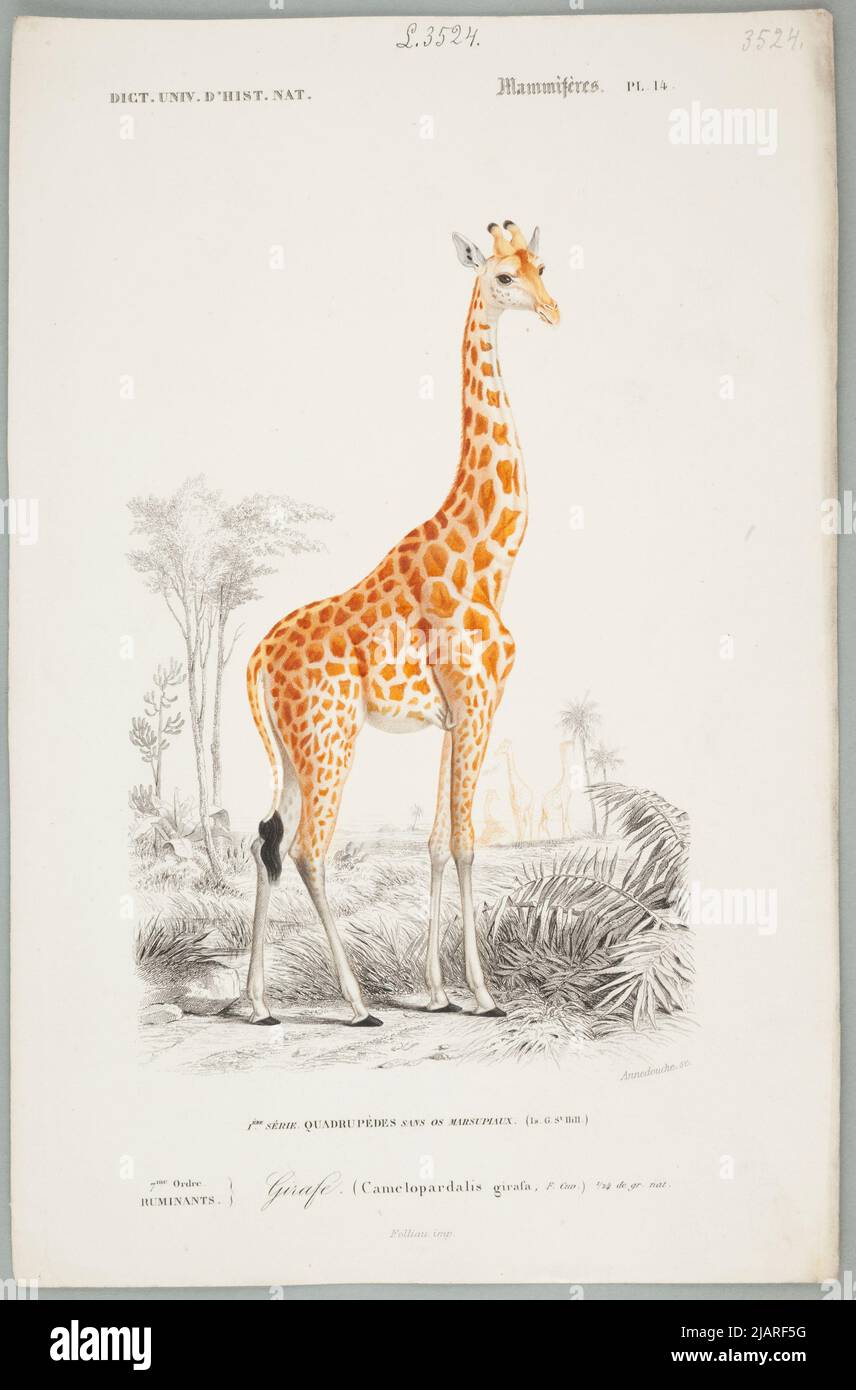 Säugetiere pl.14 . Das Board kommt aus dem Universal Dictionary of Natural History Zusammenfassung und Vervollständigung aller Fakten präsentiert von der Enzyklopädien, /. In einer Sammlung von Tafeln aus verschiedenen Alben der Naturgeschichte Annia, Christophe (1803 1866), Folliuuac. Stockfoto