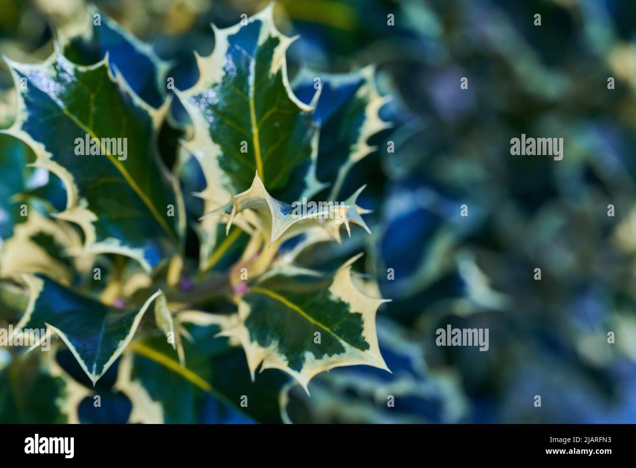 Gewöhnliche blättrige Stechpalme oder Aquifolium-Pflanze Stockfoto