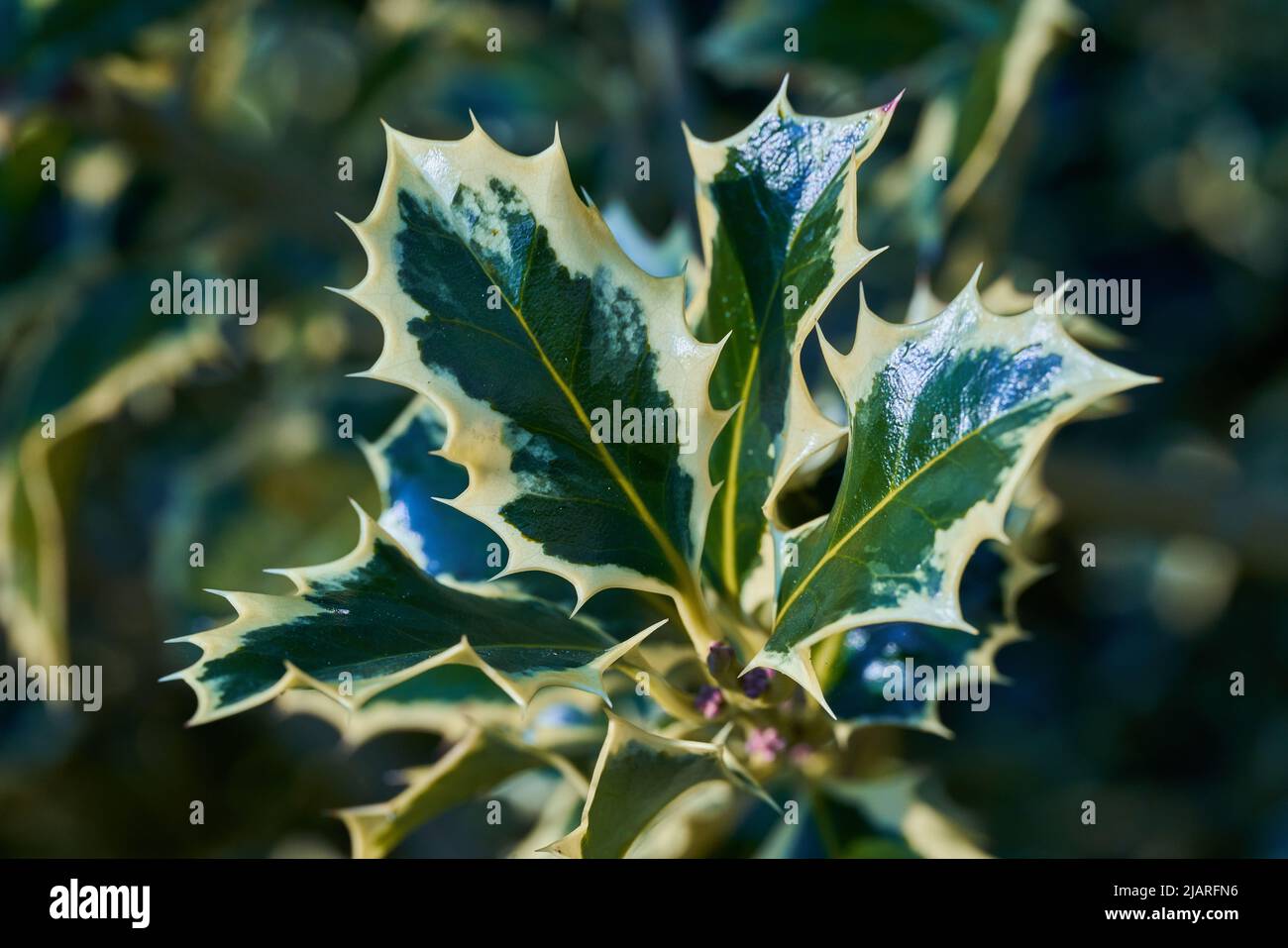 Gewöhnliche blättrige Stechpalme oder Aquifolium-Pflanze Stockfoto