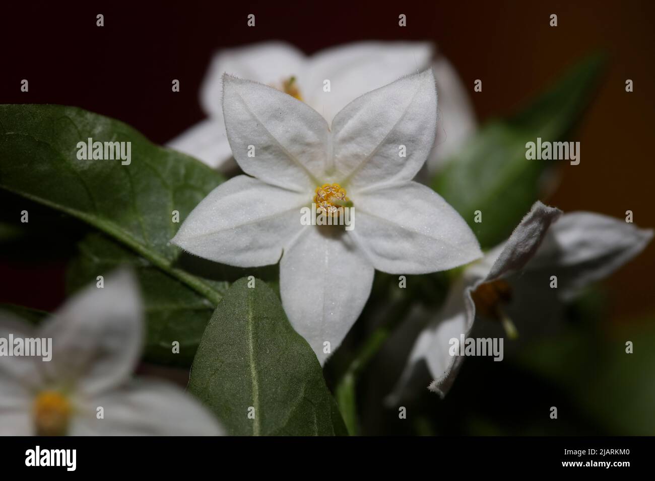 Weiß Sommer Blume Blüte Nahaufnahme solanum laxum Familie solanaceae botanischen Hintergrund hohe Qualität großen Druck Stockfoto