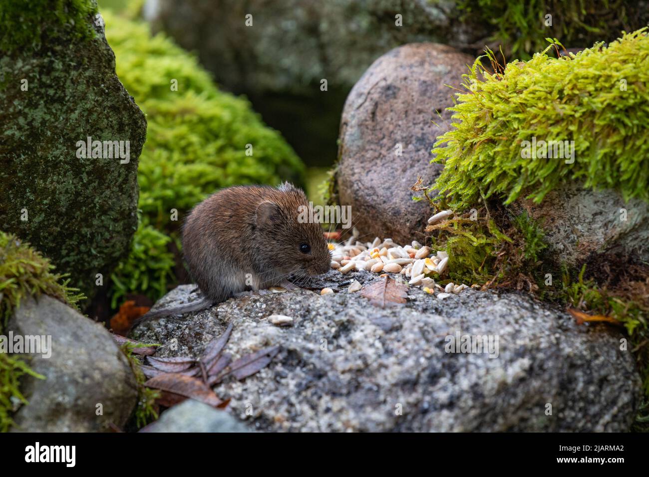 Bankvole [ Myodes glareolus ], die Samen auf der alten Steinmauer füttern, Großbritannien Stockfoto