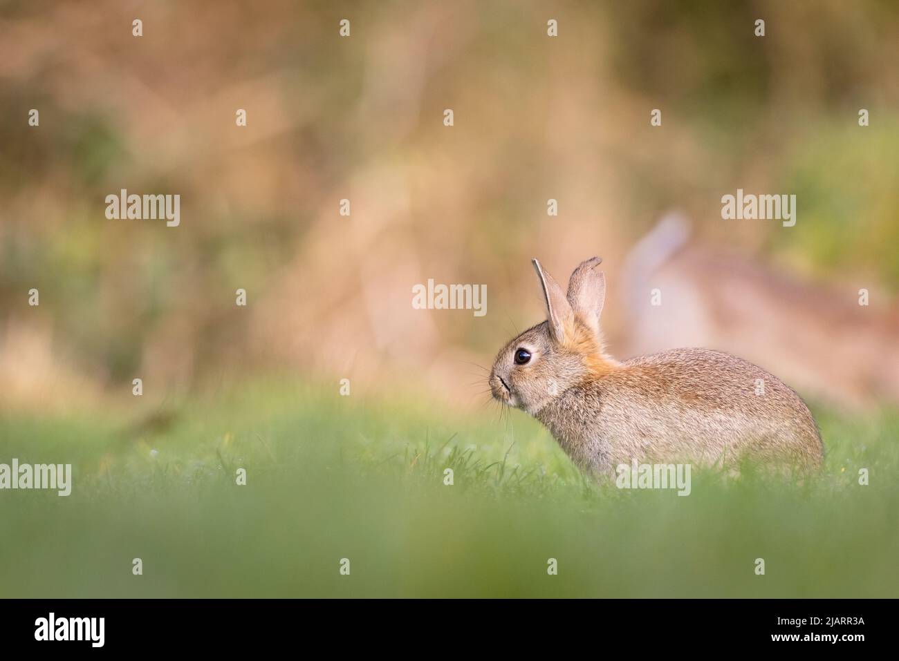 Junge europäische Kaninchen [ Oryctolagus cuniculus ] in goldenen Stunden Licht , Großbritannien Stockfoto