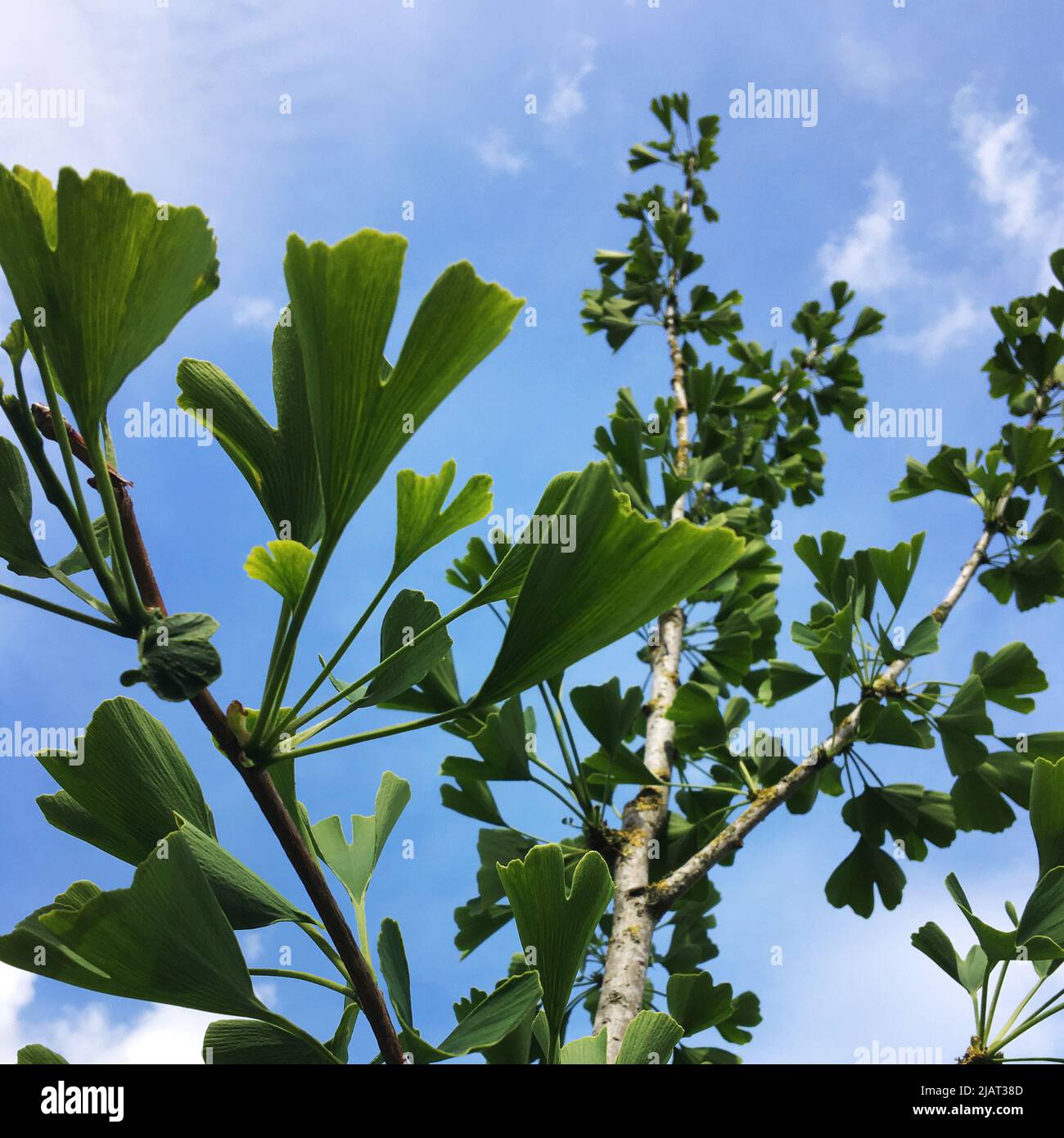 Ein junger Ginkgo-Baum mit einem blauen, hellen, bewölkten Himmel. Stockfoto