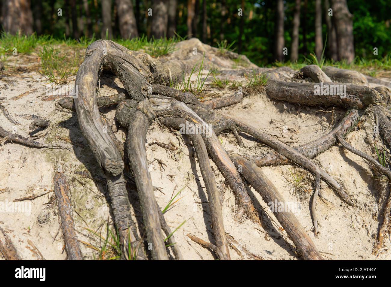 Oberfläche Baumwurzeln am Kiefernwald. Fixierung von Bäumen mit oberirdischen Wurzeln. Stockfoto