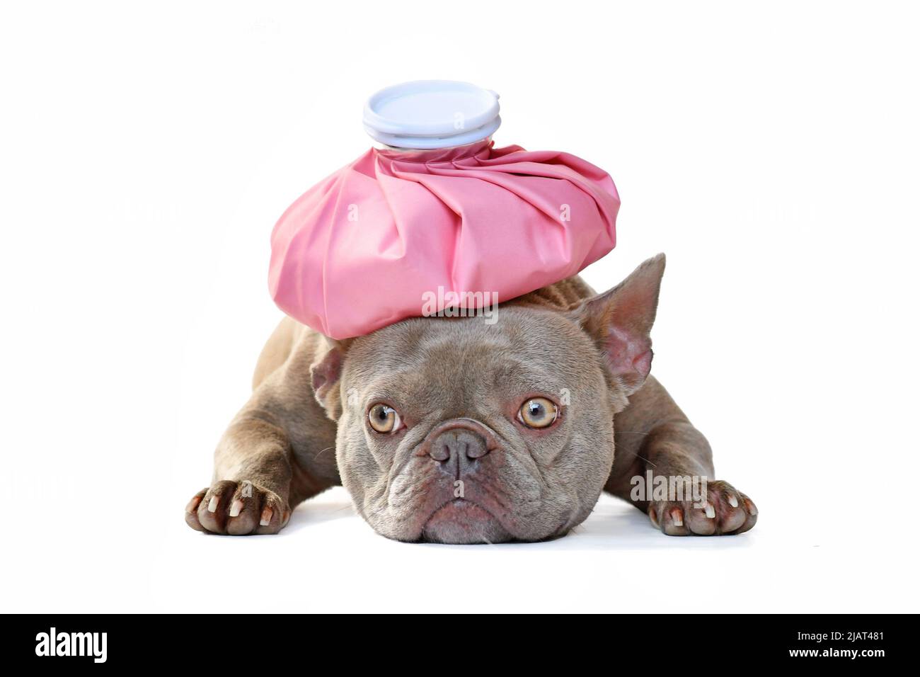 Kranker Flieder französischer Bulldogge mit Eisbeutel auf dem Kopf Stockfoto