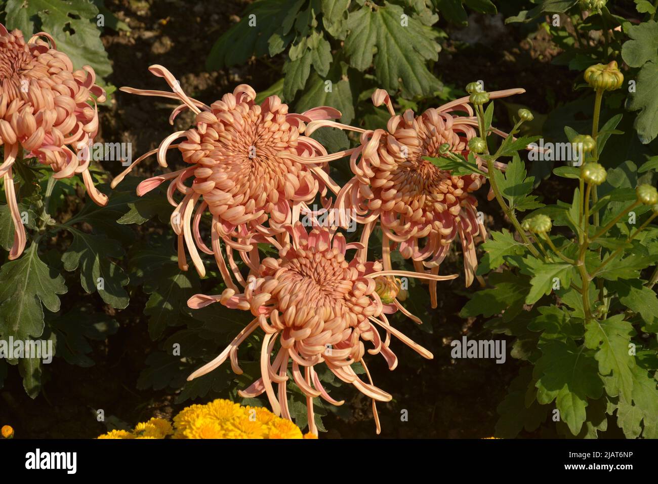 Drei braune Chrysantheme blühen wie Spinnen im Garten am Herbsttag Stockfoto