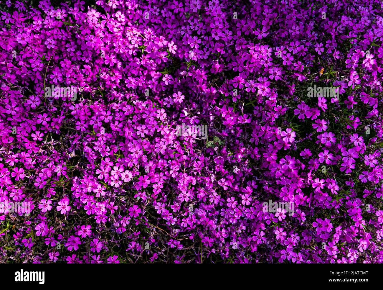 Getuftete Phlox (Phlox douglasii) 'Crackerjack' blüht Anfang Juni in der Pflanzenküche. Hochwertige Fotos Stockfoto