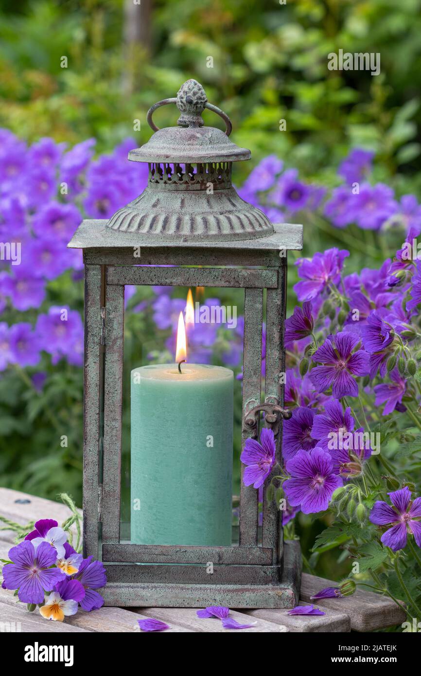 Vintage Laterne und lila Kranzschnabel im Garten Stockfoto