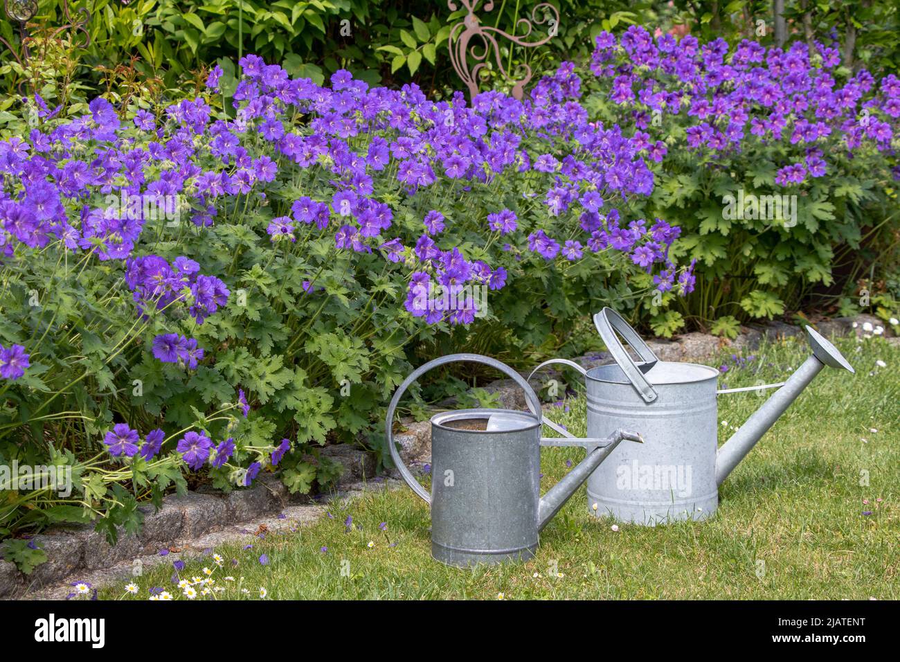 Vintage-Gießkannen und lila Kranzschnabel im Garten Stockfoto