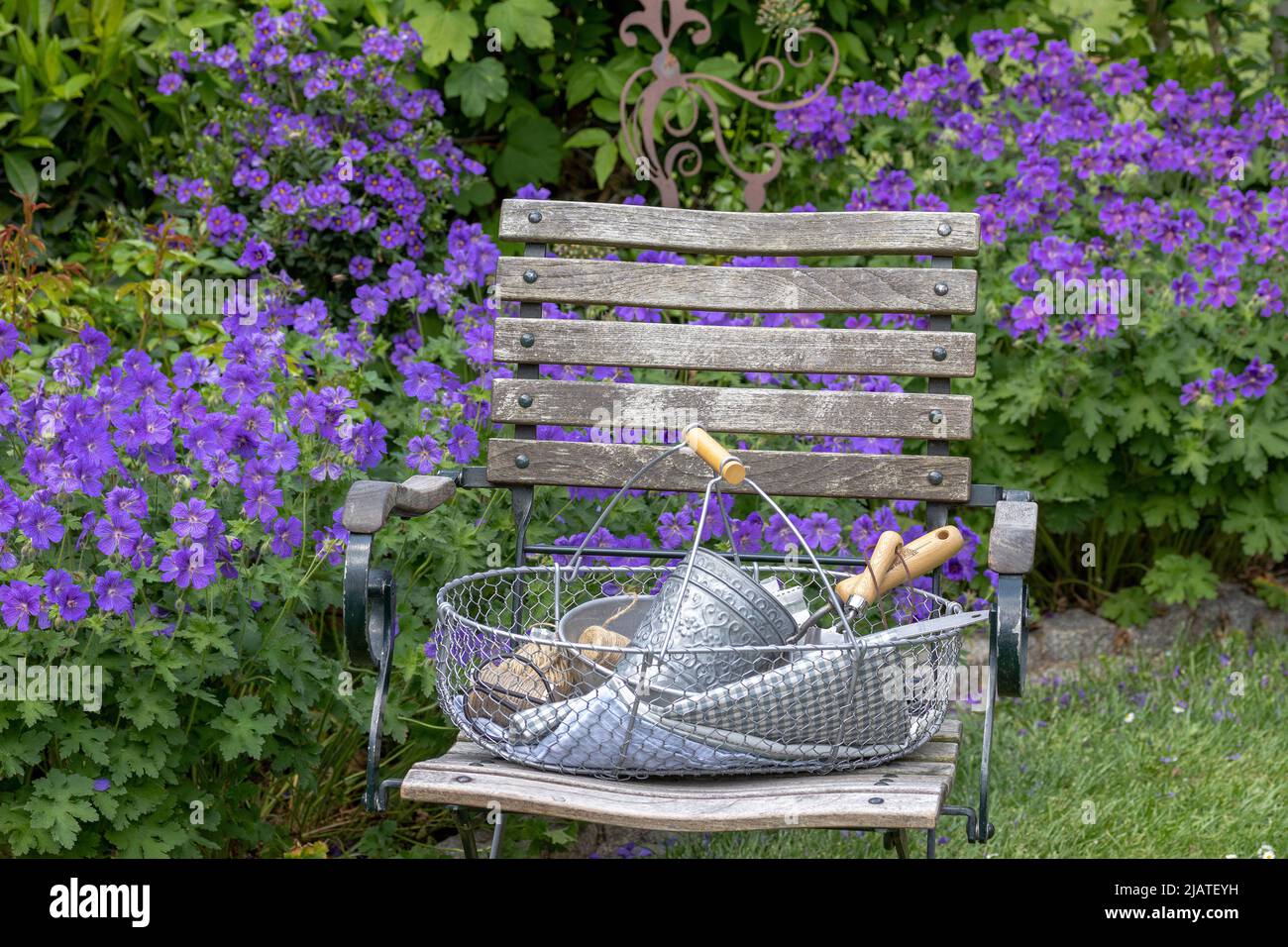 Korb auf Gartenstuhl und lila Kranzschnabel im Garten Stockfoto