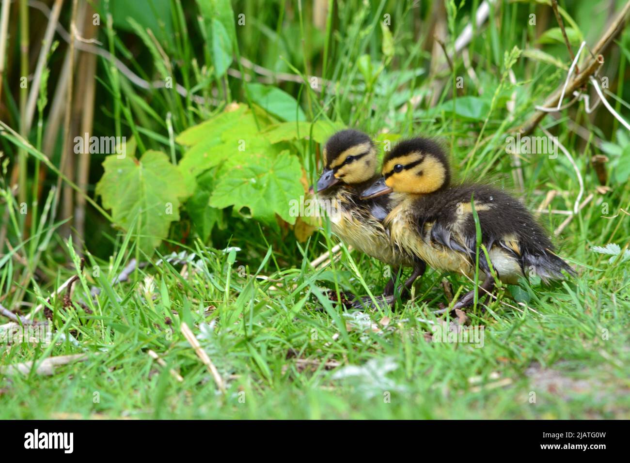 Baby Ducks und ihre Mutter / Side Profil Ente Stockfoto