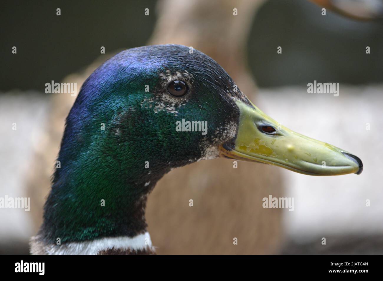 Baby Ducks und ihre Mutter / Side Profil Ente Stockfoto