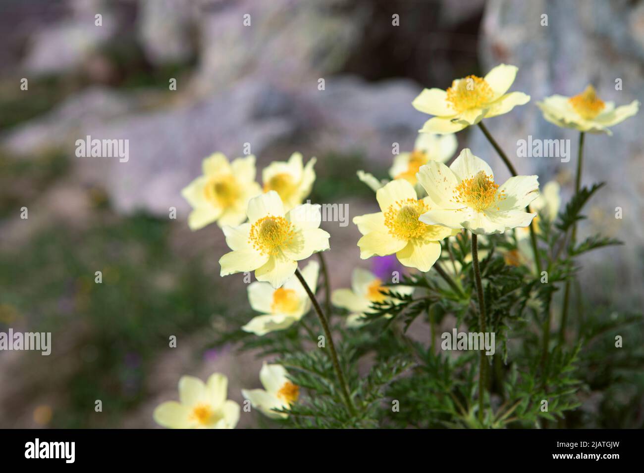 Pulsatilla alpina, Alpenanemone, Strauß gelber Wildblumen auf der Hochgebirgswiese aus nächster Nähe. Bund von schönen blühenden Blumen bis zum Frühjahr da Stockfoto