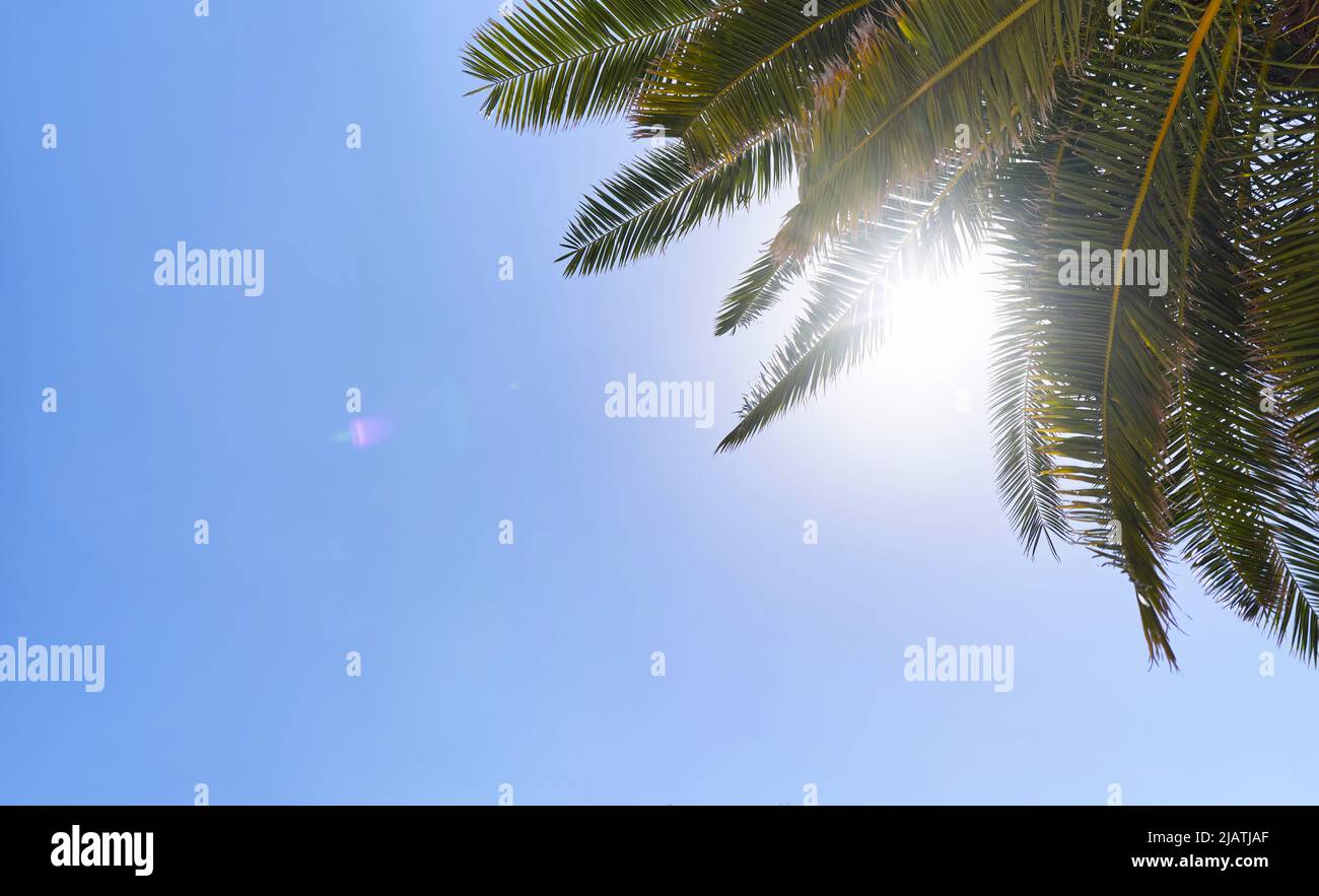 Die Palmen verzweigen sich vor dem Hintergrund der Sonne und des blauen Himmels Stockfoto
