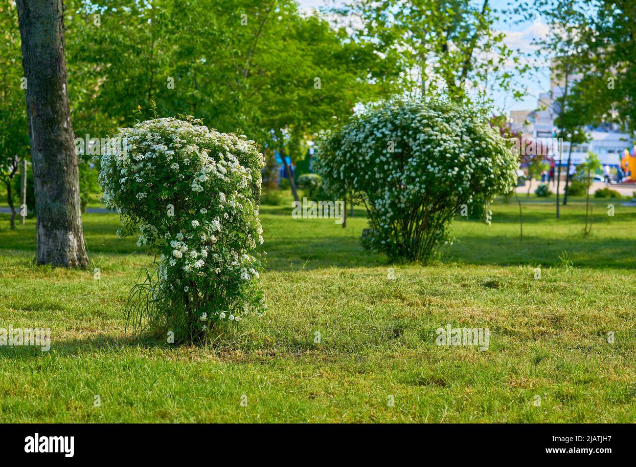 Zarter Strauch Spirea Vangutta auf einer Lichtung mit gemähtem Rasen in einem Stadtpark Stockfoto