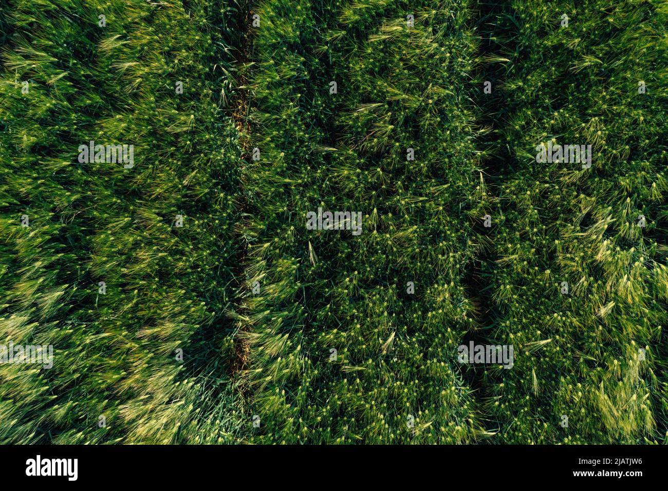 Grüne, unreife Gerste (Hordeum Vulgare) von Drohne pov, Draufsicht Stockfoto