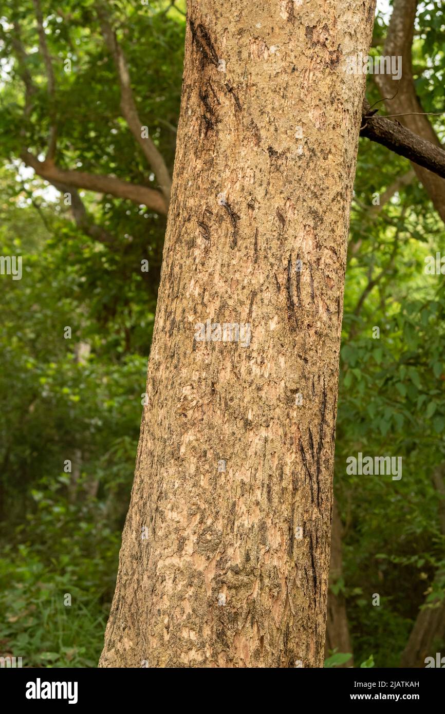 Wilde bengalische Tigerklaue markiert auf einem Baum, um ihre Krallen zu schärfen und zu reinigen und ihre Größe und Warnung anderen Tigern auf dem Territorium oder in der Gegend zu zeigen Stockfoto