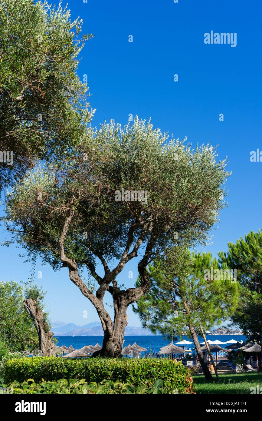 Sommerurlaub Hintergrund, Olivenbäume und Meerblick mit türkisfarbenem Wasser, Griechenland Stockfoto