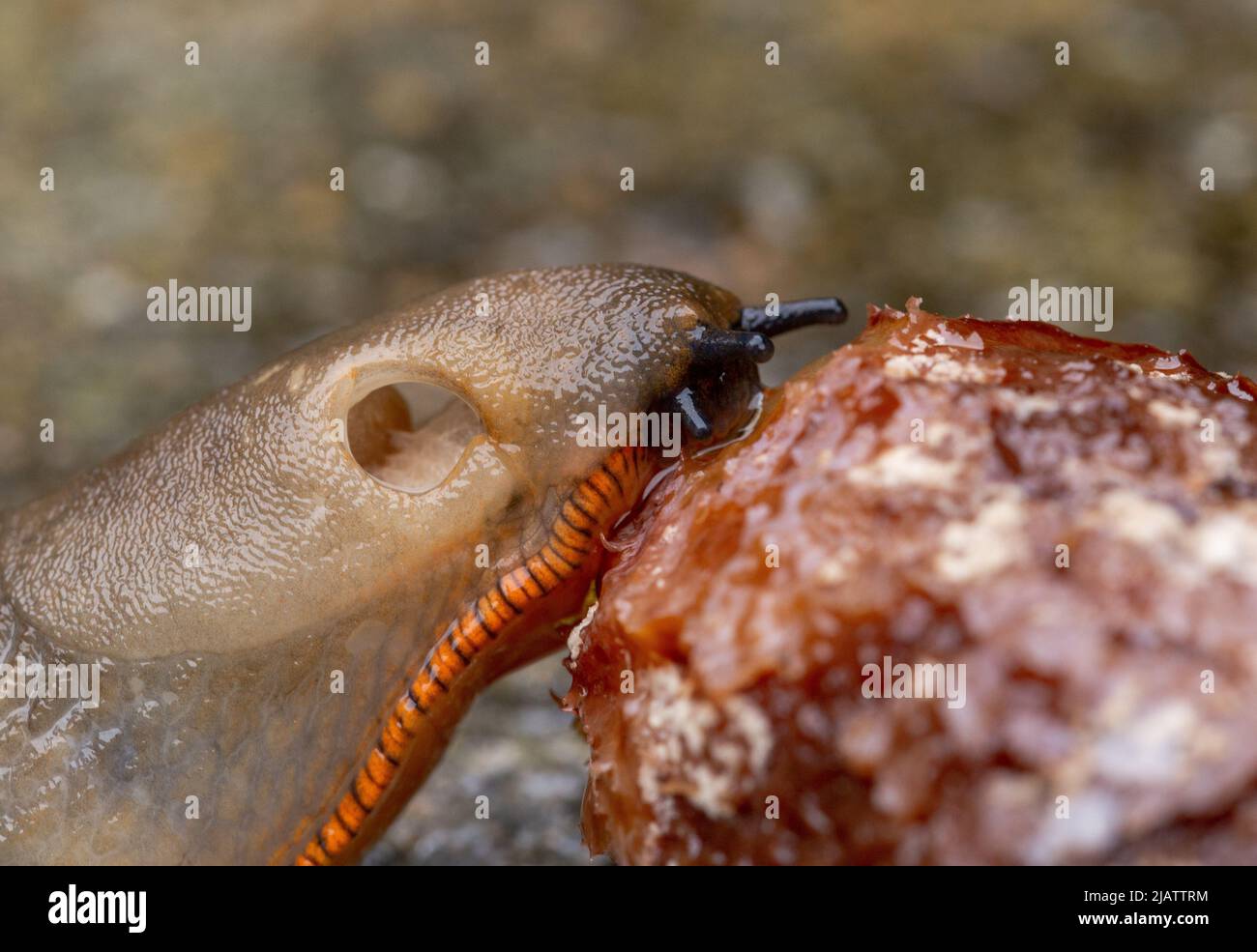 Eine Gartenslug, die verfaulende Früchte isst. Stockfoto