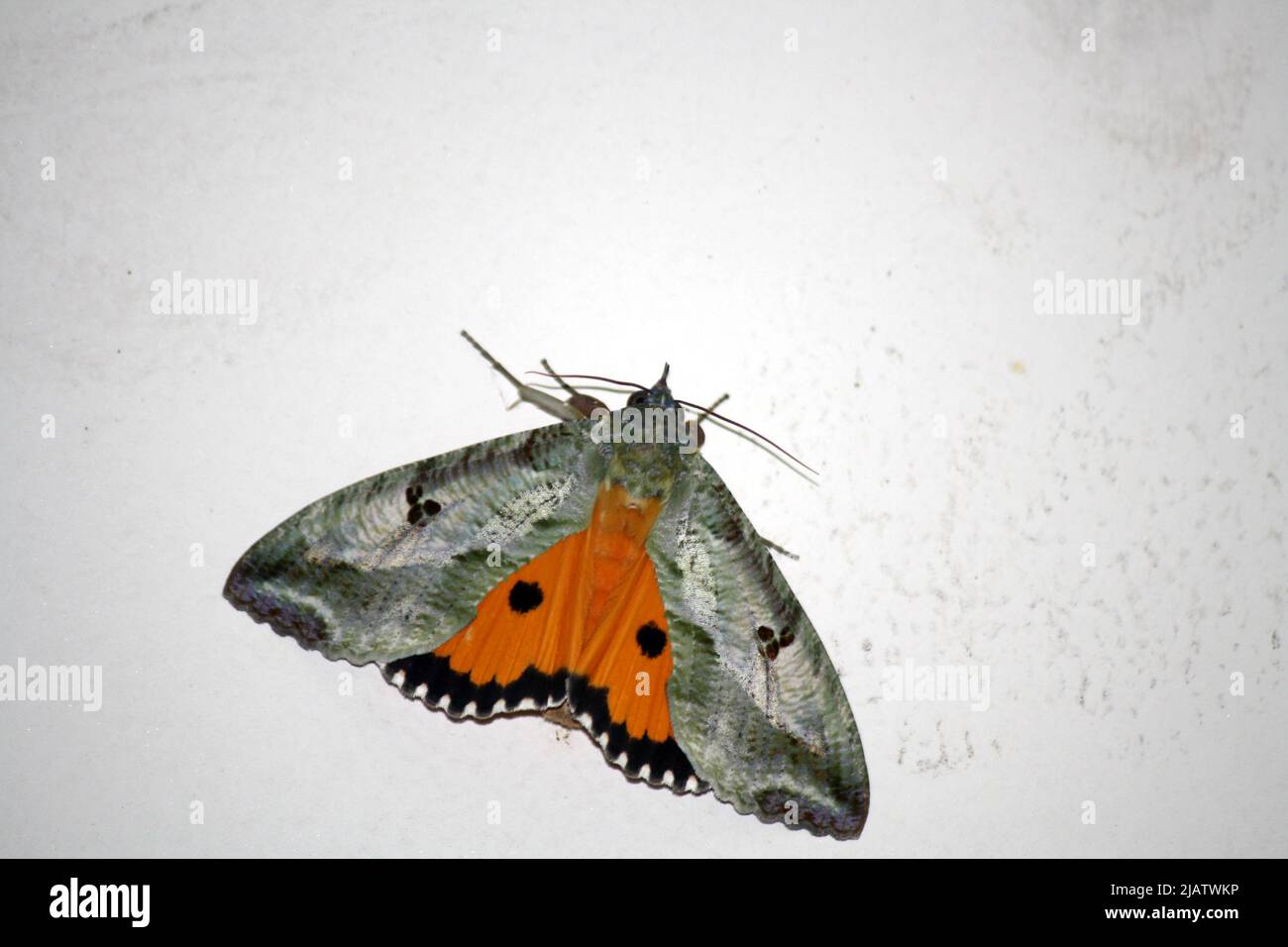 Dot-Underwing Motte (Eudocima materna), die mit ausgebreiteten Flügeln ruht : Pix SShukla Stockfoto